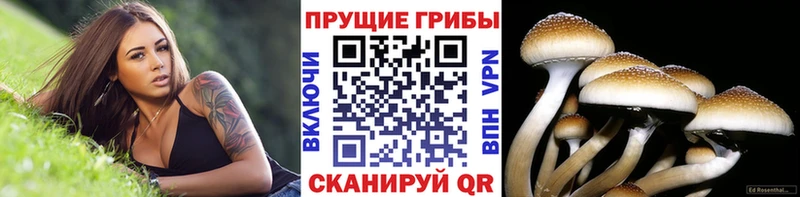 MEGA как войти  Кашин  Псилоцибиновые грибы прущие грибы  закладка 